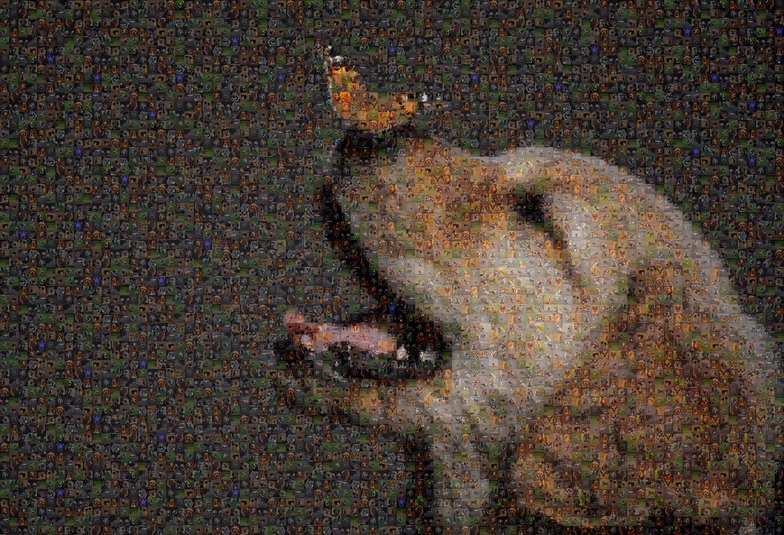 Dog with Butterfly